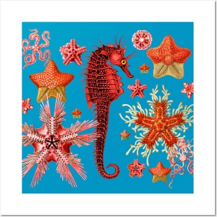 RED SEAHORSE AND SEASTARS IN AQUA BLUE Sea Life Posters and Art